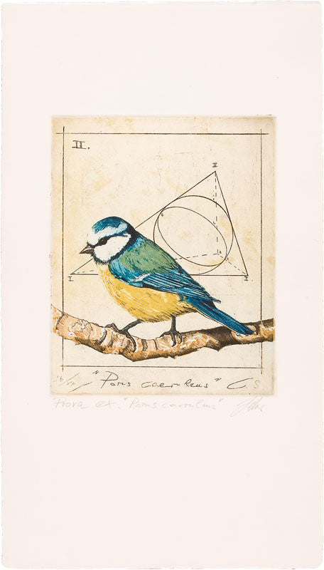 Wolfgang Zelmer: Parus Caeruleus